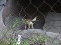 New Guinea Singing Dog Singing--SD-ZOO