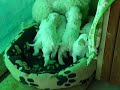 cuccioli liili