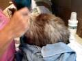 Rags, a 19-year old Ragdoll, getting a bath - Video 11