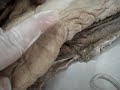 L�ngua