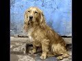 dog pictures