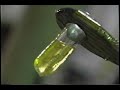 Raising Cane in Louisiana 2