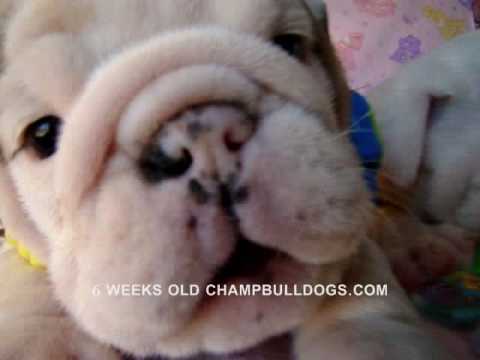 english bulldog