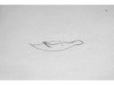 2D Wing Overlap Cycle Animation