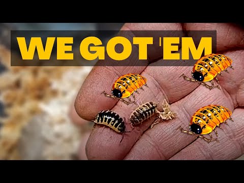 YouTube reptile video
