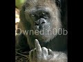 msn messenger hack  simple to use 