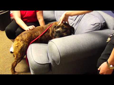 Adopt Clyde From the Animal Friends Humane Society