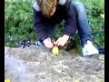 explosion of a potato_esplosione di una patata