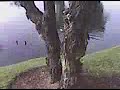 Being followed by ducks.3GP