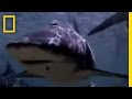 Shark Attack