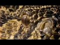 Puff Adder ambush - Serpent - BBC Animals