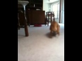 videos de Tots the Cat plays fetch