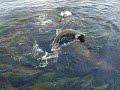 BAHAMAS '09 with the sharks