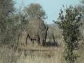 Rhino in Kruger national Park South Africa