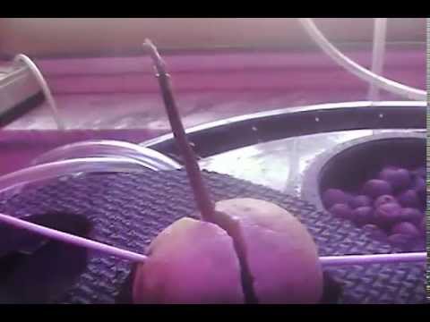 how to plant avocado seeds in water