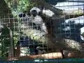 Ölands Djurpark: Tamarin eating apple Ölands Djurpark: Tamarin eating apple