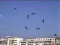 Great kite team \"The Flic\" 2005 (5 kites) Great kite team \"The Flic\" 2005 (5 kites)