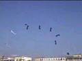 Great kite team The Flic 2005 (5 kites)