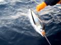 A La Mer marlin release