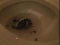 Cake Flushing With Nick Frost (No.1)