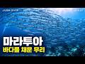마라투아·상갈라키·카카반 다이빙 | 2019년 7월 비디오로그