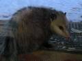 SUPER CREEPY POSSUM!