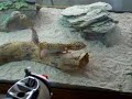 My female leopard gecko feelin frisky actin like a cat! My female leopard gecko feelin frisky actin like a cat!