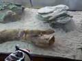 My female leopard gecko feelin frisky actin like a cat!