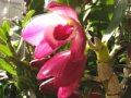 ?????????? : Dendrobium come into flower