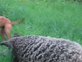 Berci a vizslac! :)