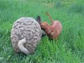 Berci a vizslac! :)