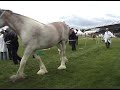 Clydesdales - The Gentle giants at Royal Highland Show 08 Clydesdales - The Gentle giants at Royal Highland Show 08