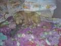 R.I.P Podi 7/13/06