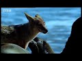 Cape fur seal pups v black back jackalls - Dune - BBC wildlife Cape fur seal pups v black back jackalls - Dune - BBC wildlife