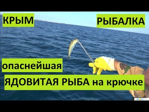 на что ловить сома на бугу на что ловить сома на бугу