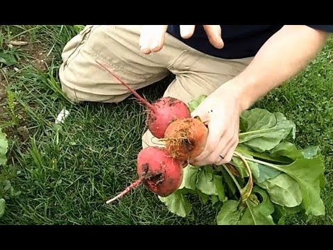 how to harvest beets