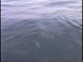 SHARKS SHARKS
