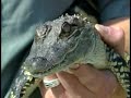 Alligator found in Iowa flood waters