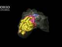 WitmerLab: Euoplocephalus nasal passage