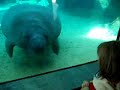 manatee bumps manatee bumps