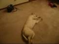 Bizkit the Sleepwalking Running Dog