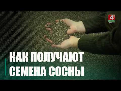 Более 16 тонн шишек обработали на Мозырщине