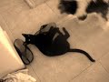 Cat vs. Dog Cat vs. Dog