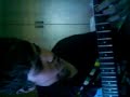 Cover,Drive,Guitar