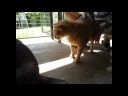 Jin-Jin wishes for a good home