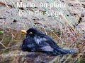 bain doiseaux