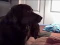 Guy talking to dog 2