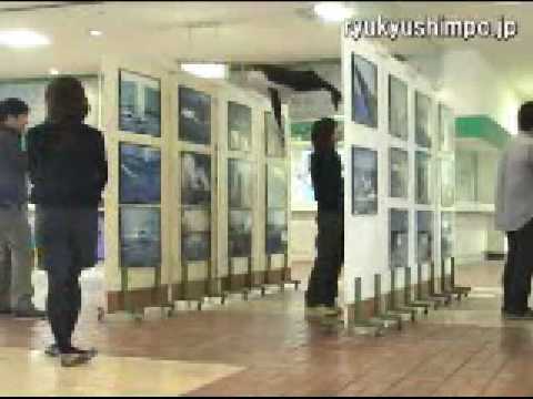 クジラ最盛期前にパネル展など開催　那覇でホエールフェス - 琉球新報