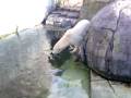 videos de big bhalu.3gp