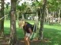 default Hammock Swing Chairs